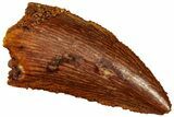 Serrated Raptor Tooth - Real Dinosaur Tooth #299678-1